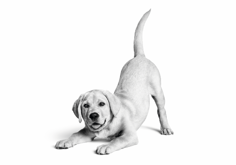  Royal Canin, Türkiye�de 10 Y�lda 6,4 Milyon Kedi Ve Köpe�in Ya�am�na Dokundu 