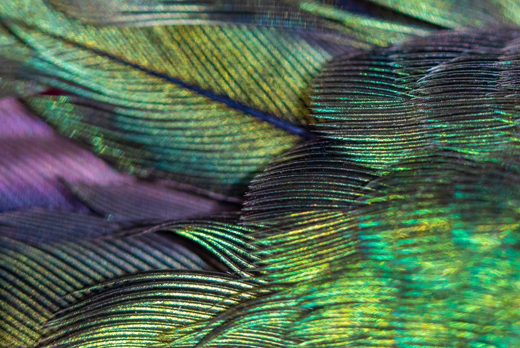  Rolls-Royce Tarihinde Bir �lk;  Abalone Kabu�u Kakma ��çili�i �le Phantom Hummingbird 